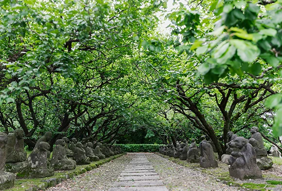 梅林に囲まれた散策路